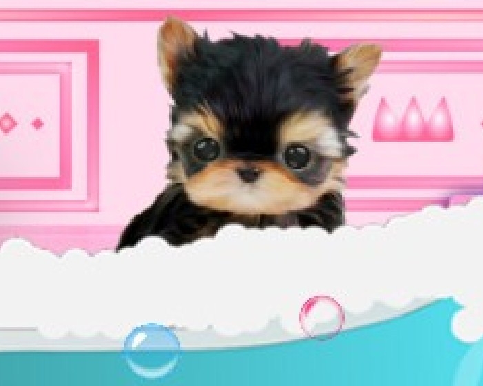 Игра Вымойте Домашнее Животное Игра Вымойте Домашнее Животное / Wash Pets - Princess Kids